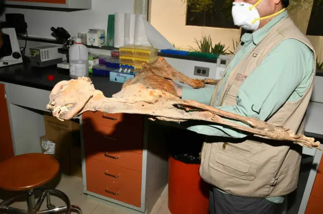 Lauga mağarasının iç mekan görüntüsü