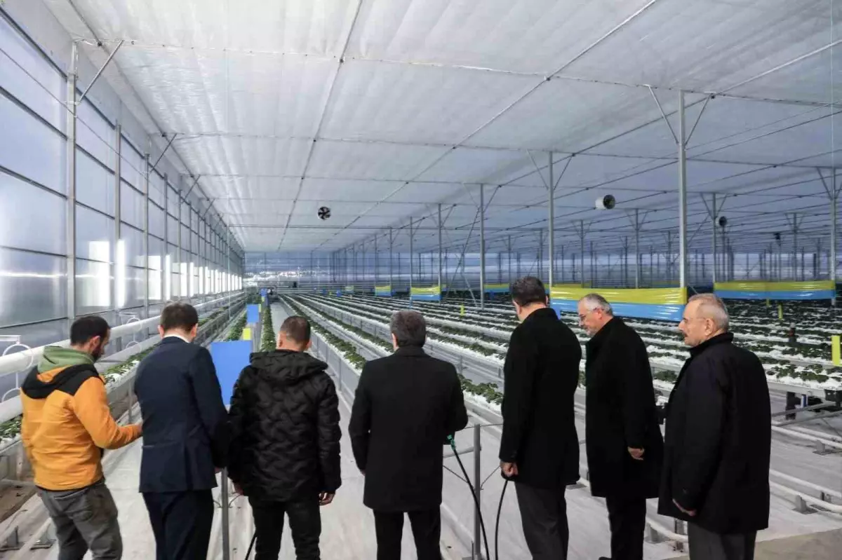 Bafra Sera OTB'de Topraksız Çilek Tarımı: 48 Bin Metrekarede Sürdürülebilir Üretim