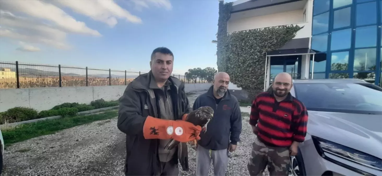 Çanakkale'de Yaralı Şahin Tedavi Altına Alındı, Doğaya Serbest Bırakıldı