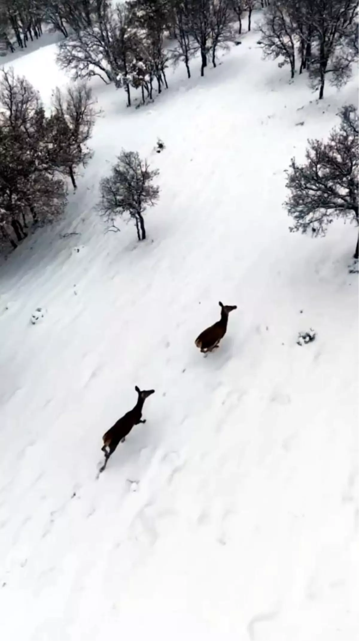 Bolu'nun Seben Ormanlarında Karaca Sürüsü Dronla Belgelendi