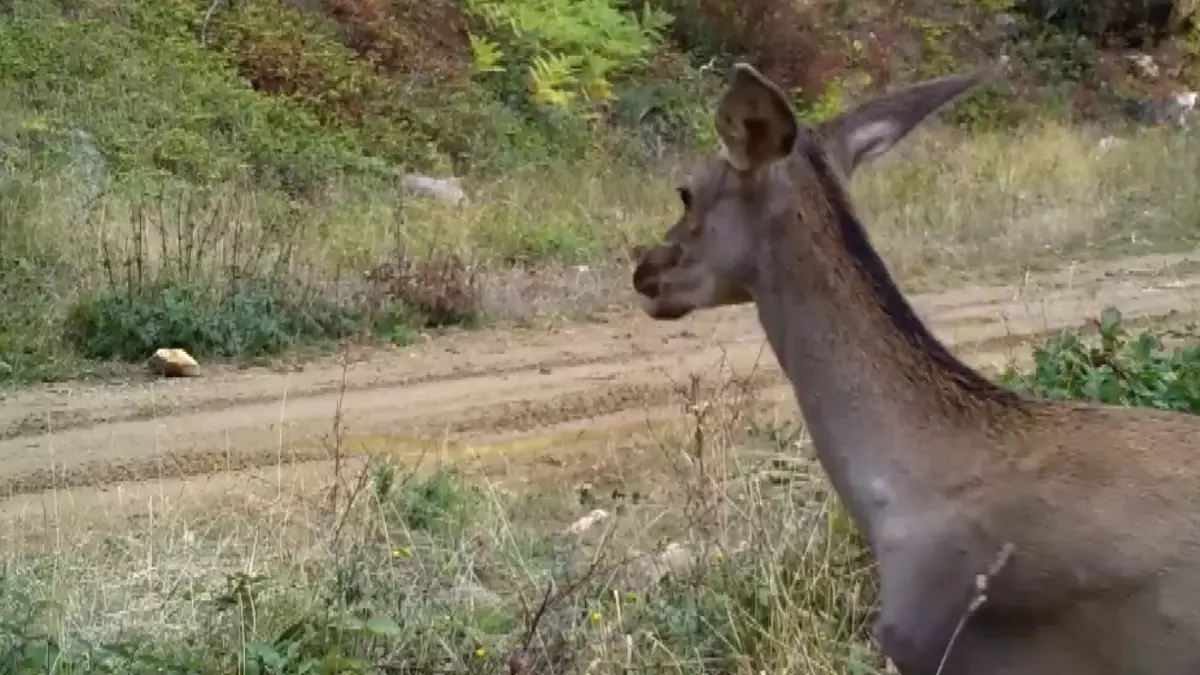 Bursa Ormanında Kızıl Geyik Görüntüleri Fotoğrafçının Objektifinden