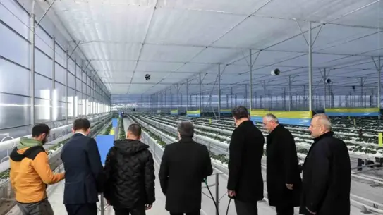 Topraksız çilek üretim tesisinin iç görüntüsü