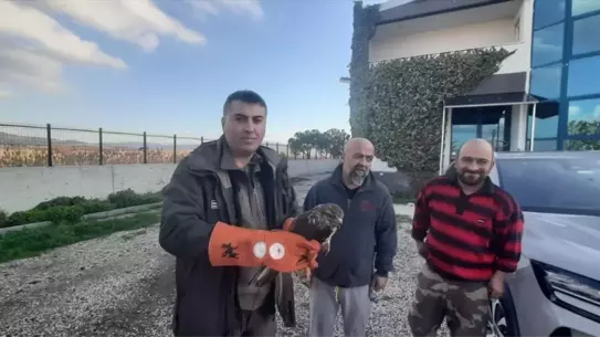 Tedavi altındaki şahin