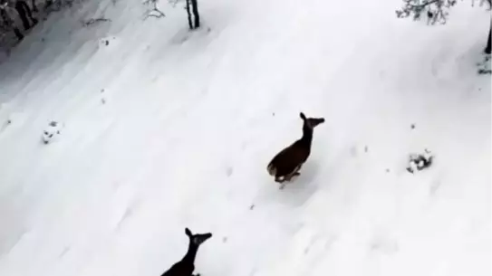 Dronla kaydedilen karaca görüntüsü