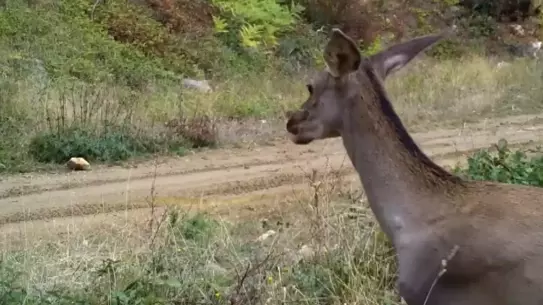 Fotoğrafçının yakaladığı kızıl geyik sahnesi