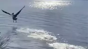 Ak pelikanın doğaya salınışı