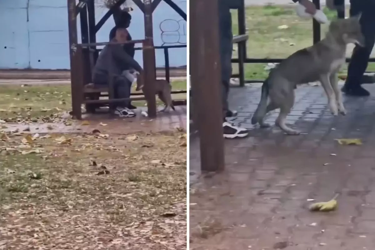 Adana’da Kurtların Bağlanma Anı Telefon Kamerasına Yansıdı