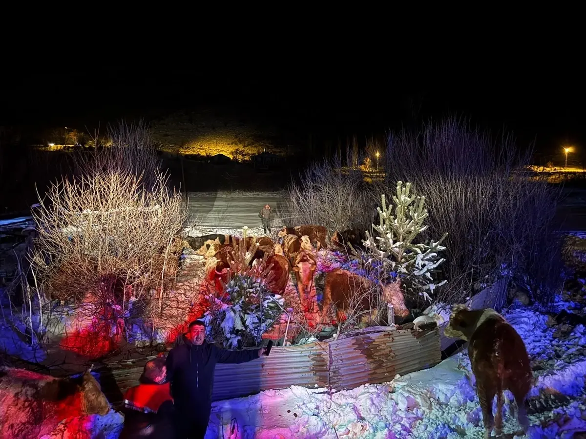 Refahiye’de Devrilen Tırdaki 47 Büyükbaş Hayvan Kurtarıldı