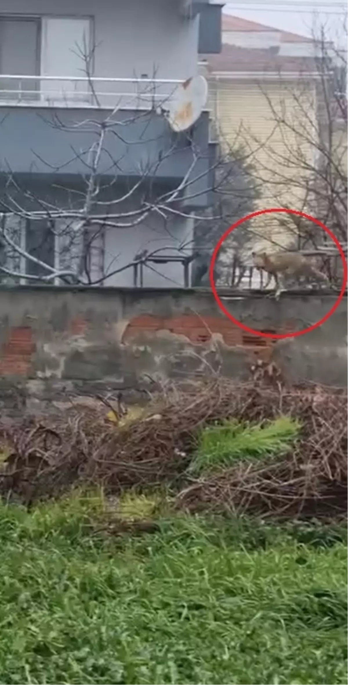 İnegöl'de Tilki Bahçe Duvarlarında Gezinirken Görüntülendi