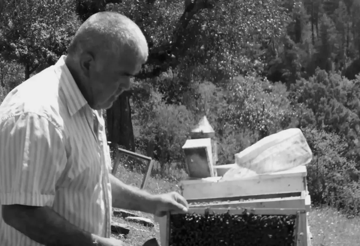 Bartın’da Kesim İşçisi Ağacın Çökmesi Sonrası Hayatını Kaybetti