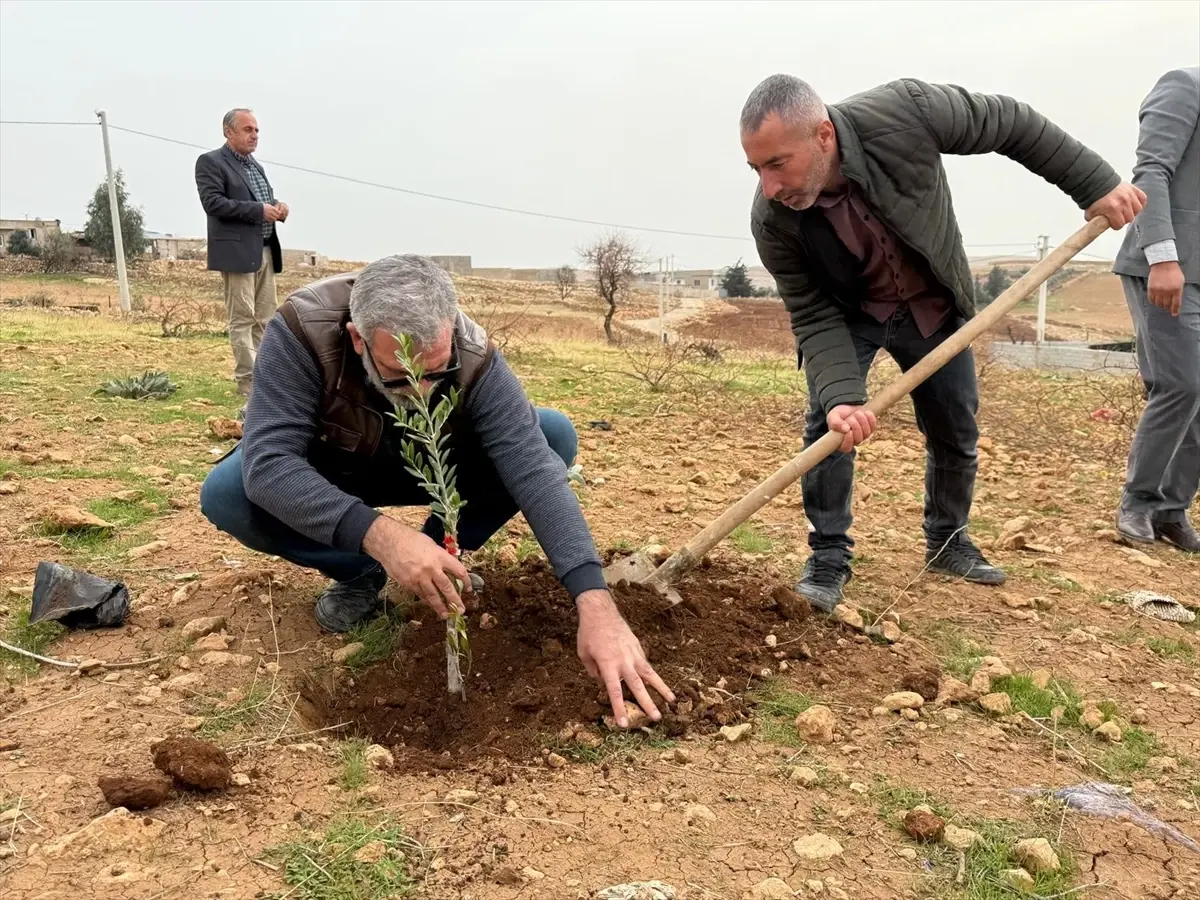 Mardin Yeşilli’de 800 Zeytin Fidanı Topluma Dağıtıldı
