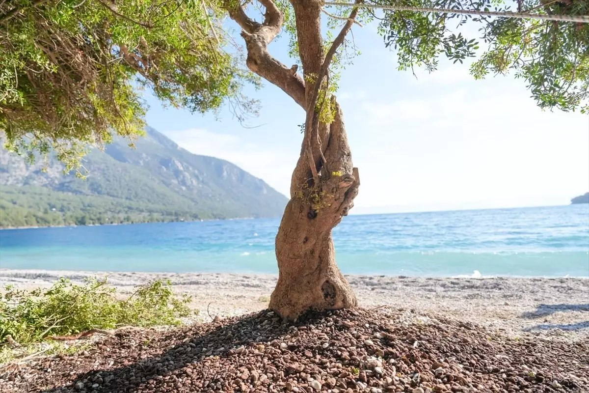 Menteşe’de Şiddetli Rüzgarla Devrilen Sakız Ağacı Yeniden Yerine Dikildi