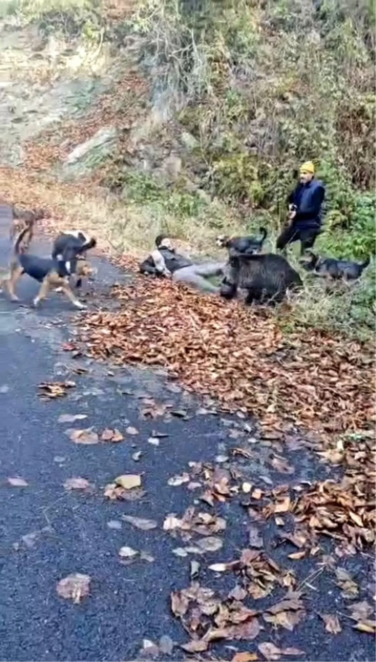 Trabzon’da Yaban Domuzu Avcıları Saldırdı: Bir Avcı Yaralandı