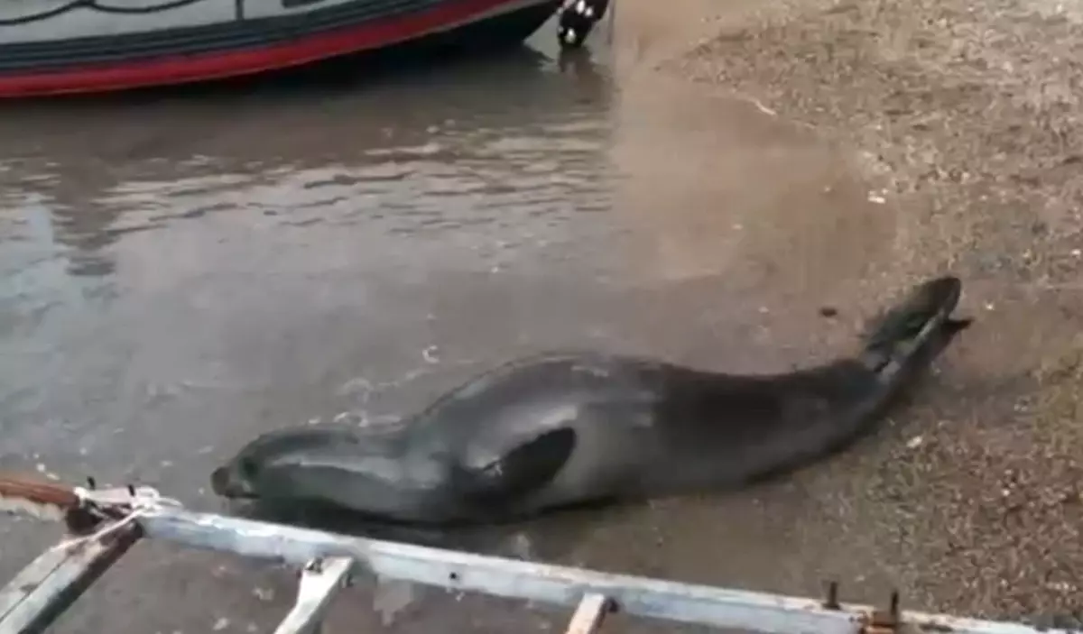 Antalya Sahilinde Yunan Foku Kurtarıldı: Denizlere Serbest Bırakıldı