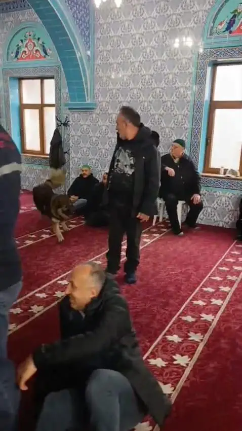 Köpek camide koşarken