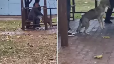 Kurtları bağlayan kişilerin görüntüsü