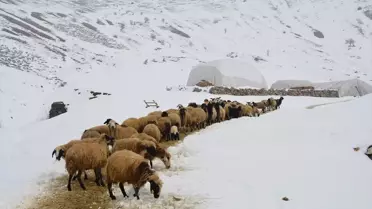 Tatvan'da kış koşullarında hayvan bakımı