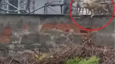 Tilkinin bahçe duvarlarındaki fotoğrafı