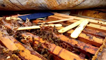 Hacer Uğurlu’nun arı kovanları