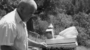 Kazanın gerçekleştiği ormanlık alanda ağaç