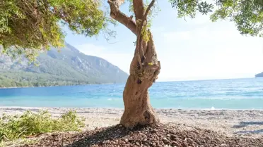 Menteşe'de sakız ağacının yeniden dikilme süreci