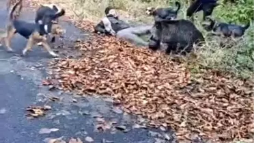 Yaban domuzunun saldırı anı