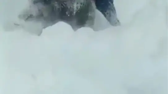 Domuz yavrusunu yakalayan kişi fotoğrafı