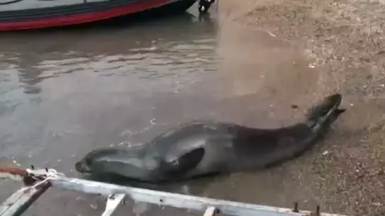 Kurtarma sonrası fokun fotoğrafı