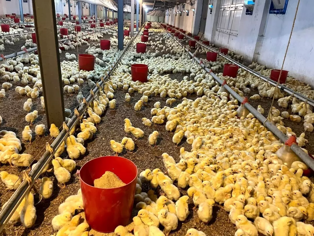 Alaplı’da Tavuk Kümesinde Çıkan Yangın Köylüler Tarafından Hızla Söndürüldü