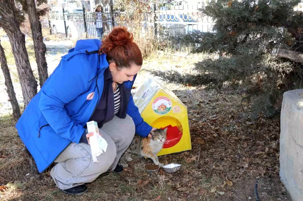 Oltu’da Gönüllülerden Sokak Kedileri İçin Yeni Kedi Evleri