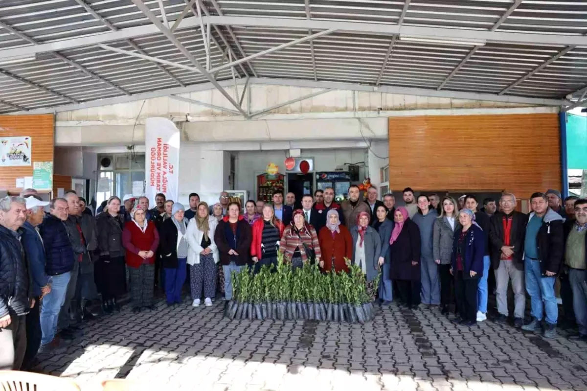 Muğla Ula’da 31 Bin Defne Fidanı Üreticilere Dağıtıldı