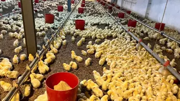 Yangın sonrası kontrol edilen tavuk kümesi