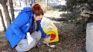 Kedi evlerinin iç detayları ve sıcak ortamı