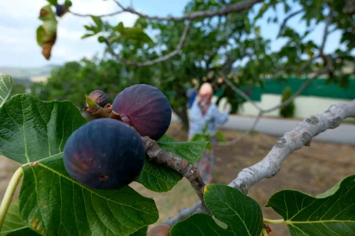 Bursa’nın Siyah İnciri İhracatı %12,3 Artışla 70,3 Milyon Dolar’a Ulaştı