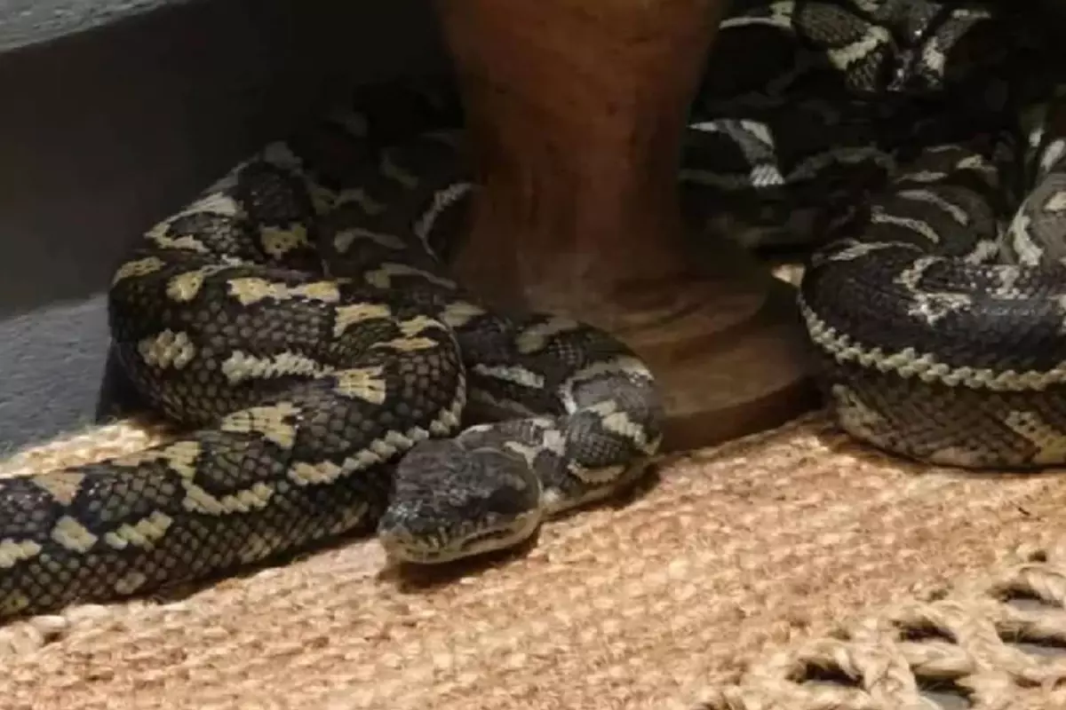 Gece Yarısı Şoku: Brisbane'de 2,5 Metrelik Piton Yatakta Belirdi