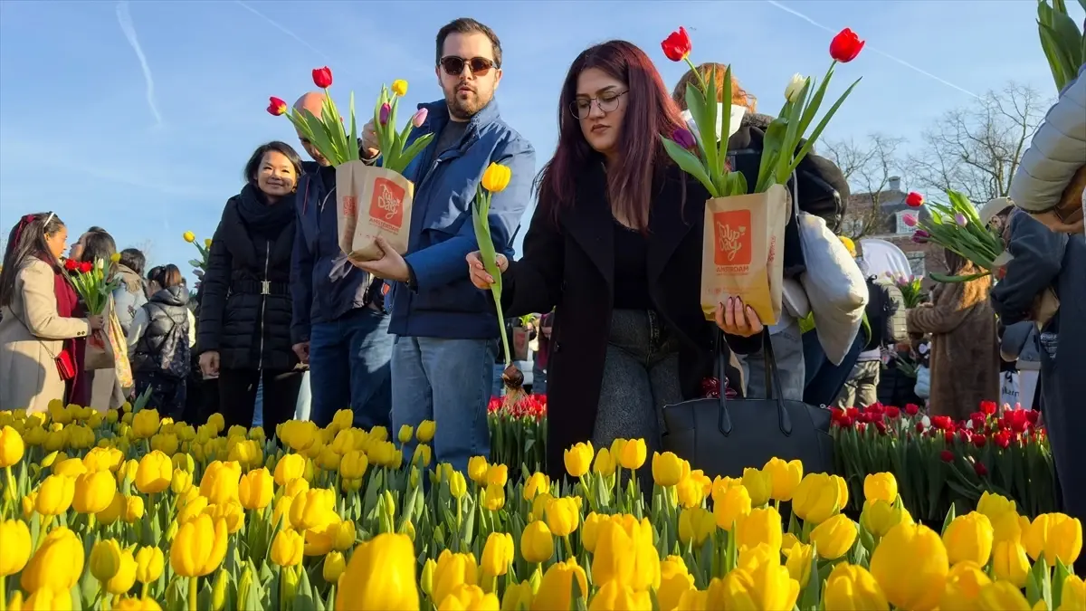 Amsterdam’da Ulusal Lale Günü Coşkusu: Binlerce Lale Şehir Sokaklarını Renklendirdi