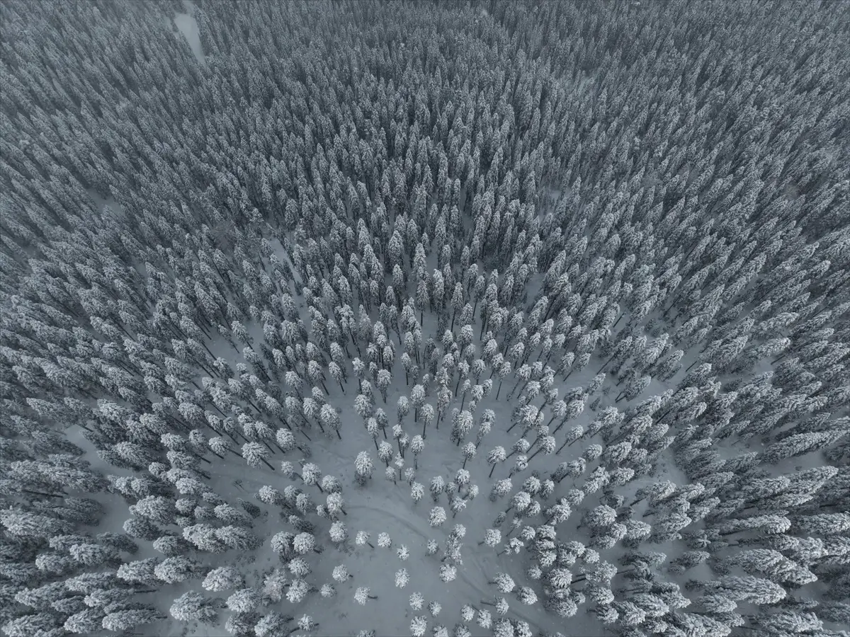 Ilgaz Dağı'nda 60 cm Kar, Dronla Çekilen Büyüleyici Orman Görüntüleri