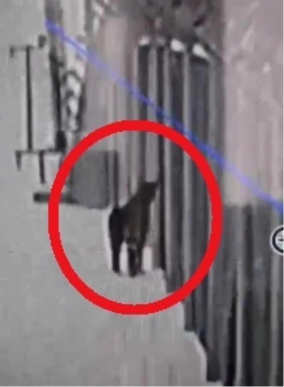 Kayseri Güneş Enerji Santralinde Mahsur Kalan Vaşak Güvenli Şekilde Kurtarıldı