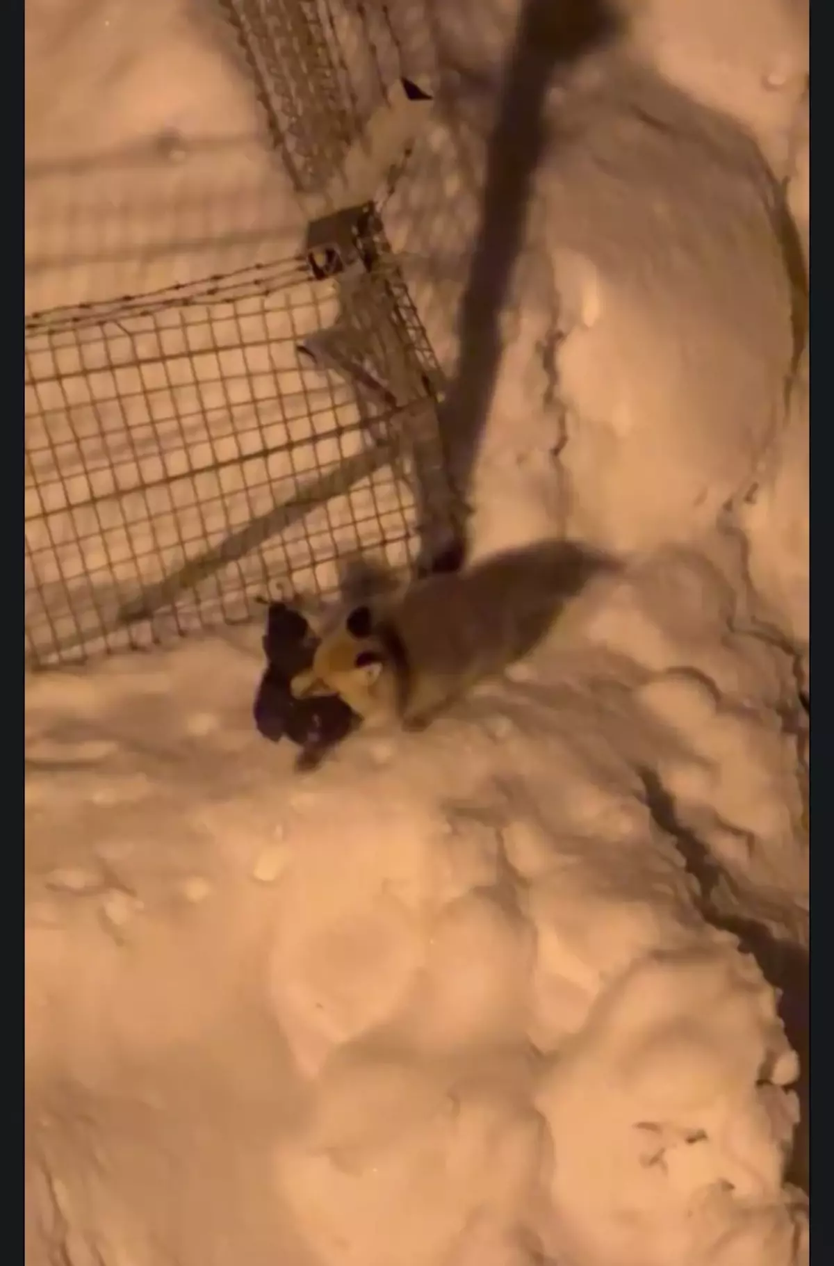 Hakkari'de Tilkinin Kümese Giriş Anı Cep Telefonu Kamerasına Yansıdı