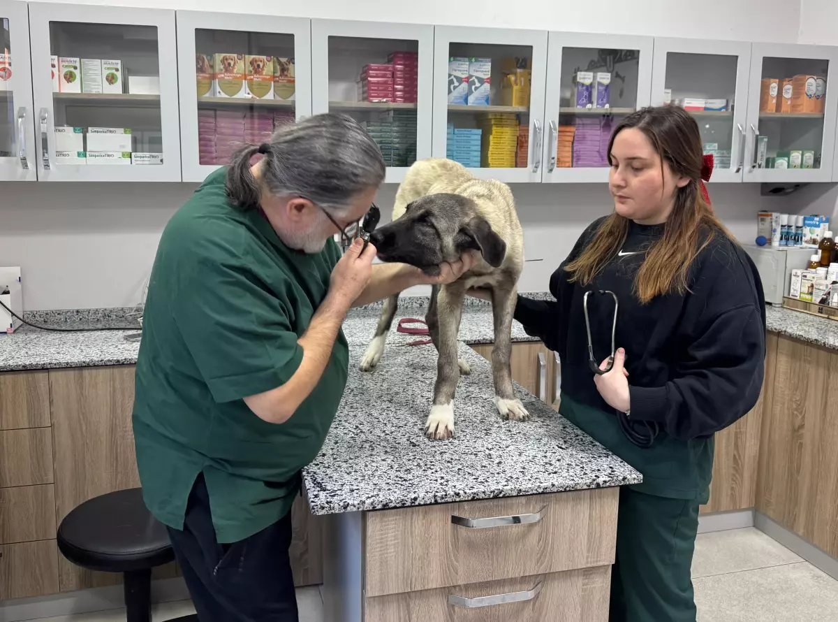 Ordu’da Sokak Köpeklerine Yönelik Şok Saldırı: Domuz Kurşunu Kullanıldı