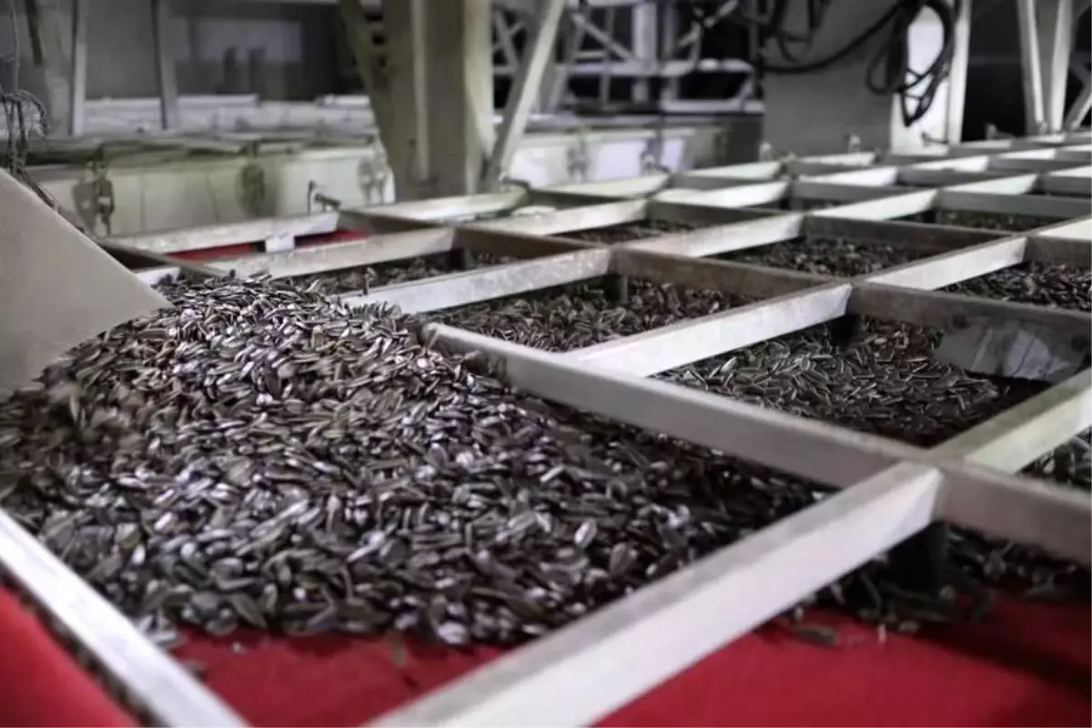 Guanr Tarım, Türkiye’de Entegre Ayçiçeği Çekirdeği Sanayisini Kurdu