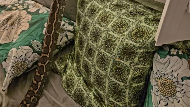 Yatakta pitonla karşılaşma anı