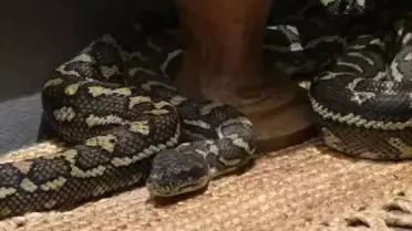 Gece Yarısı Şoku: Brisbane'de 2,5 Metrelik Piton Yatakta Belirdi