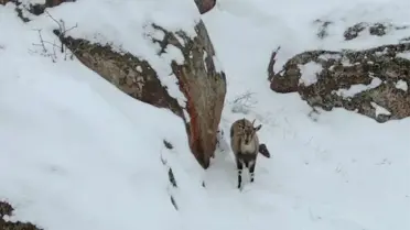 Karla kaplı kayalıkta dolaşan dağ keçileri