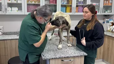 Domuz kurşunu ile yaralanan sokak köpekleri