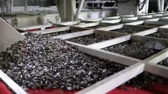 Ayçiçeği çekirdeği işleme hattı