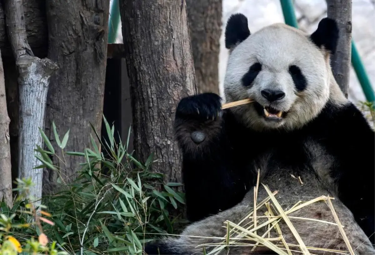 Fuzhou Panda Dünyası'na Gelen Beş Dev Panda Ziyareti