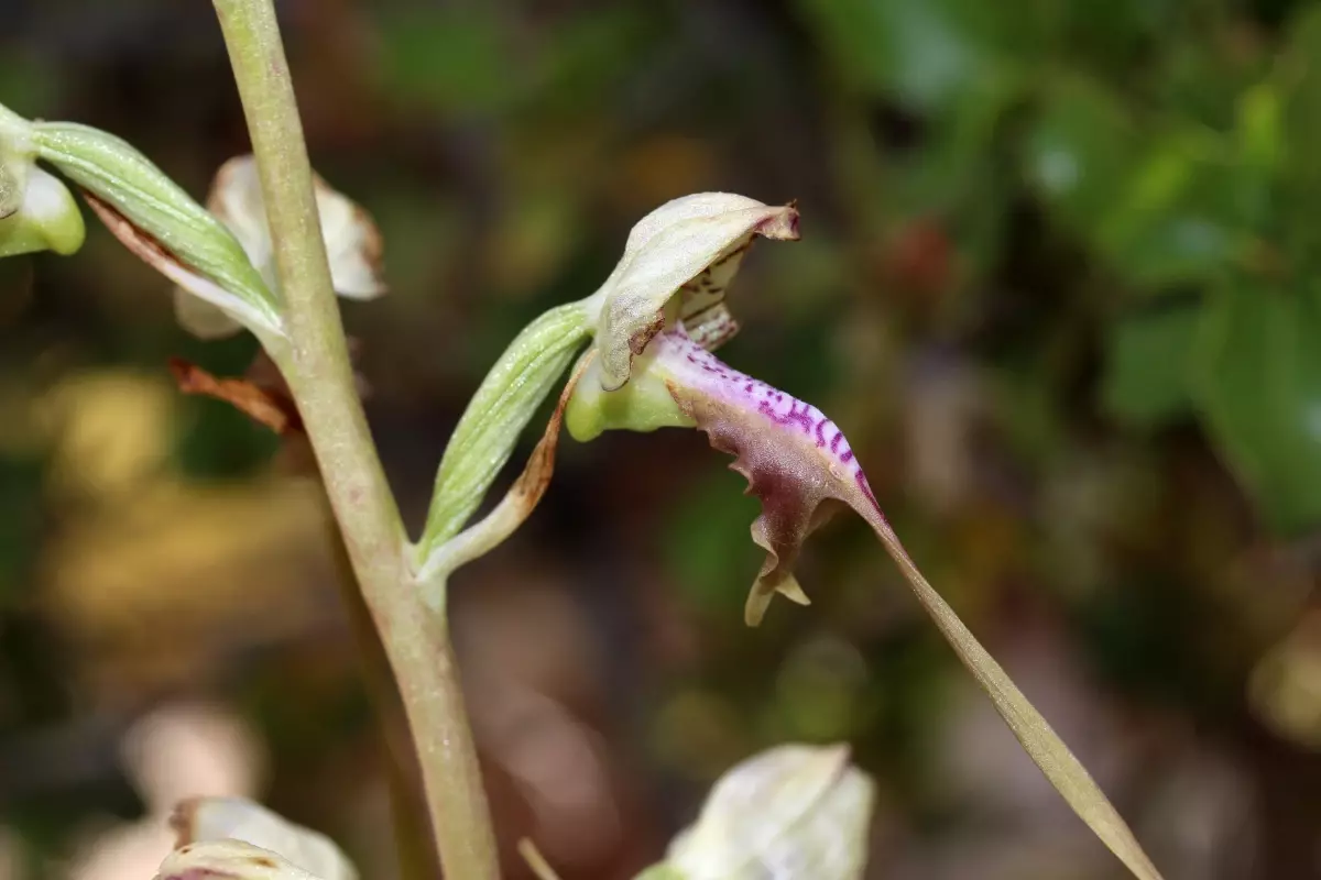 Endemik Bitki Türlerine İzinsiz Müdahale Yüksek Para Cezalarıyla Cezalandırılıyor