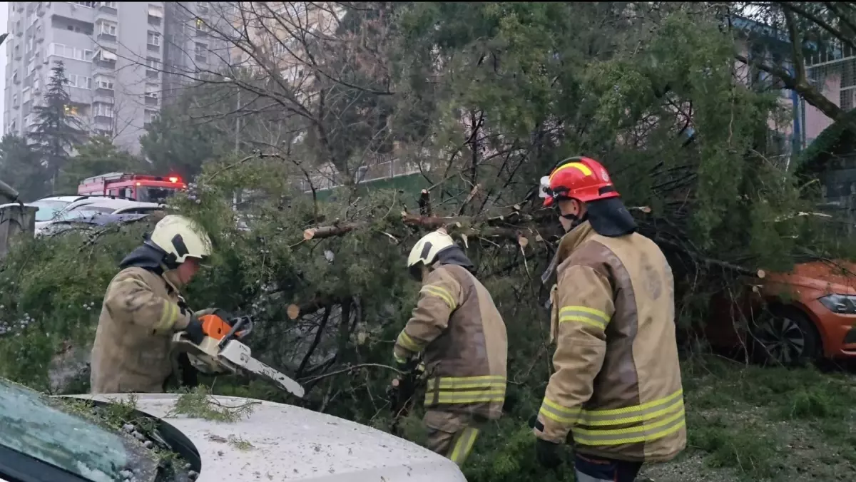 Kadıköy’de Rüzgarla Gelen Şok: Çam Ağacı Park Halindeki Aracın Üzerine Devrildi