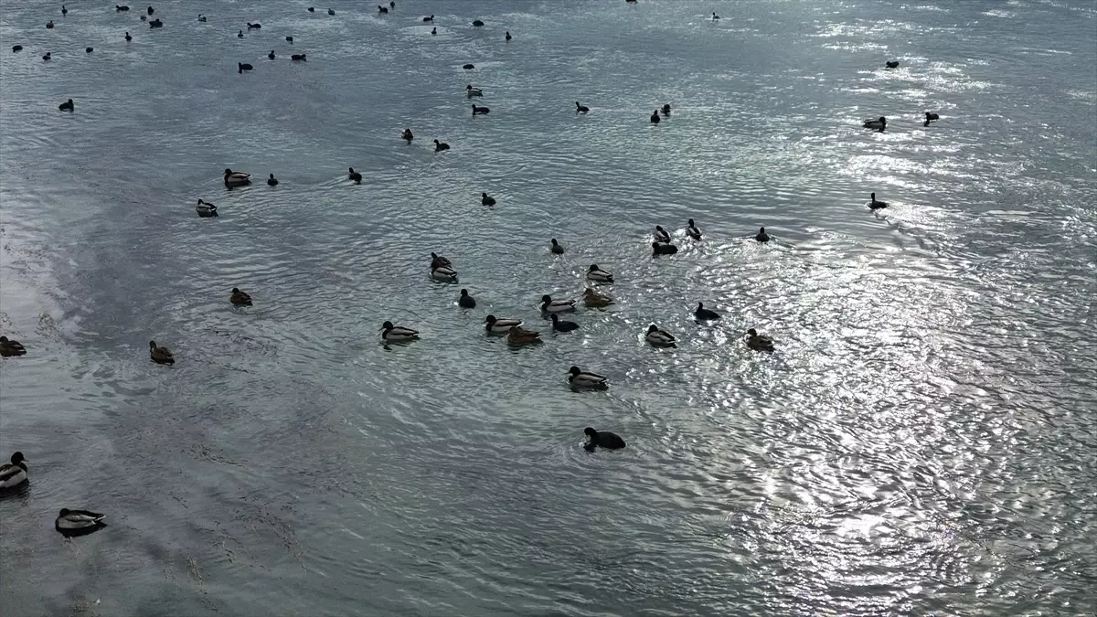 Bafra’nın Kızılırmak Nehri’nde Yaban Ördekleri Kalabalığı Dronla Belgelendi